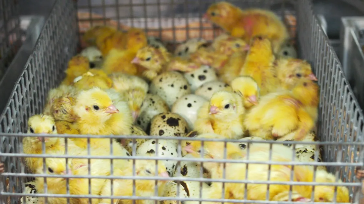 Вывод молодняка перепелов