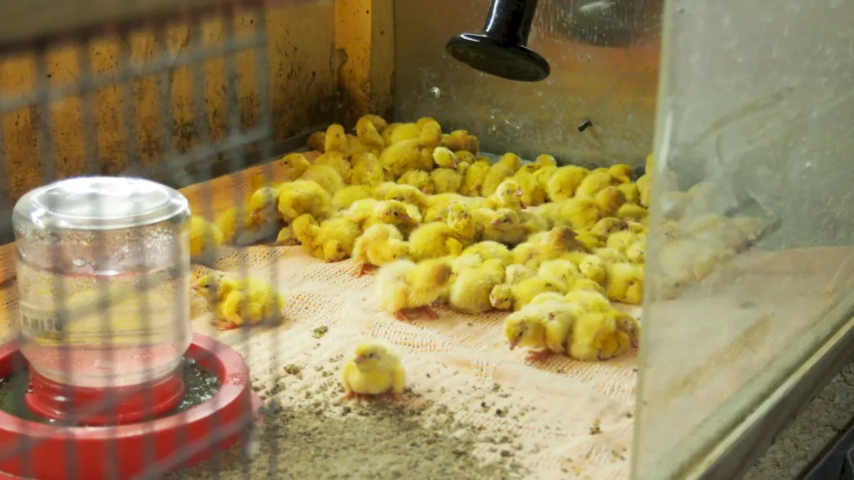 Обустройство брудера для перепелов.