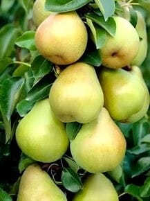 Груша колоновидная Павловская