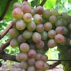 Виноград сорт Амирхан