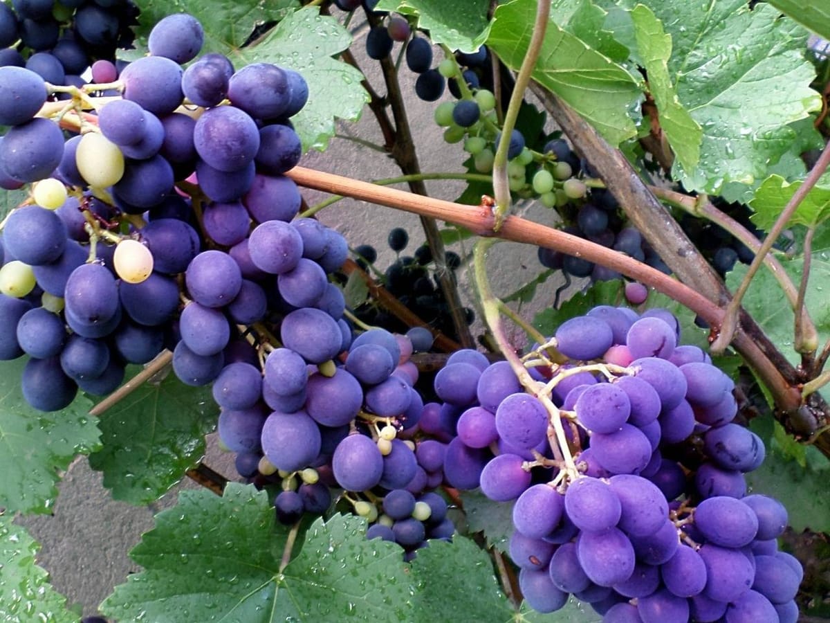 Виноград сорт Фиолетовый Августовский