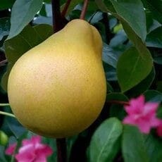 Груша сорт Чижовская