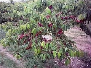 Черешня сорт Ленинградская чёрная