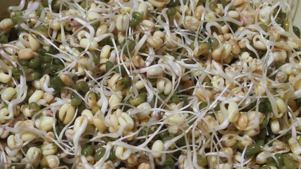 Проращиваем Маш в домашних условиях