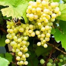Виноград сорт Московский белый