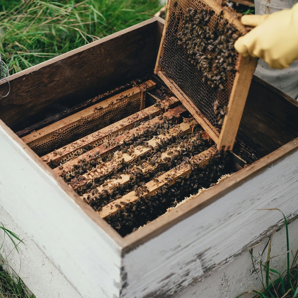 Где разместить пасеку