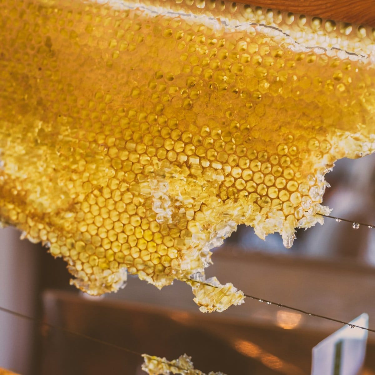 Ключевые моменты успешного содержания пасеки