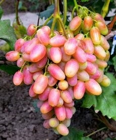 Виноград сорт Юлиан