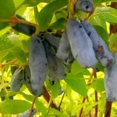 Жимолость сорт Нимфа