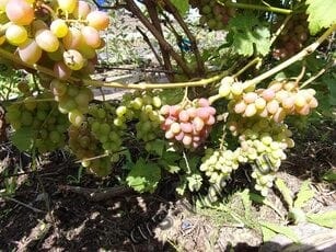 Виноград ЮХД