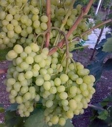 Виноград сорт Алешенькин