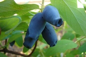 Жимолость сорт Амфора