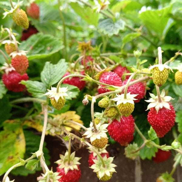 Ремонтантная земляника Барон Солемахер