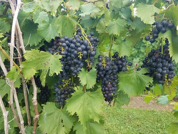 Виноград сорт Космонавт