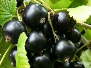 Смородина сорт Добрыня