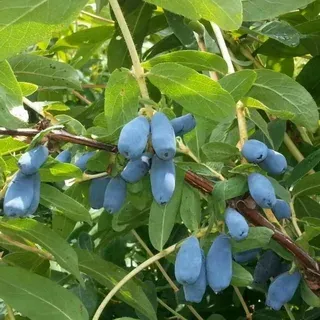 Жимолость сорт Лазурная