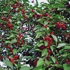 Вишня сорт Любская