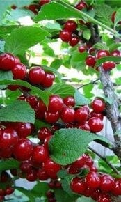 Вишня сорт Огонек