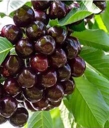 Вишня сорт Шоколадница