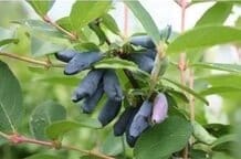 Жимолость сорт Соловей