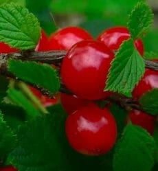 Войлочная вишня сорт Восторг