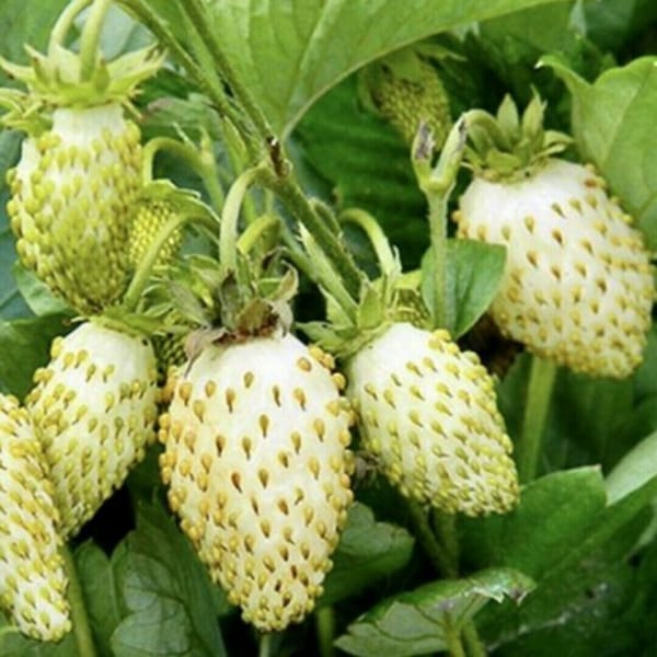 Земляника Желтое чудо